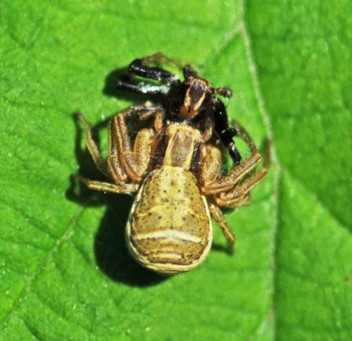 Réf. 322 970 : Xysticus ulmi